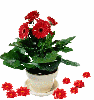 Czerwone gerbery w białej doniczce